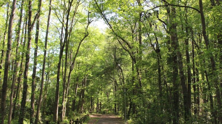 nature trail